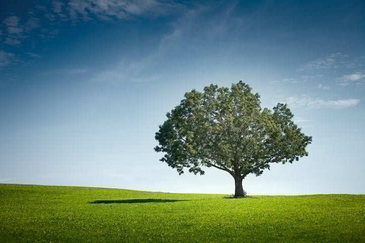 Baum_auf_Wiese